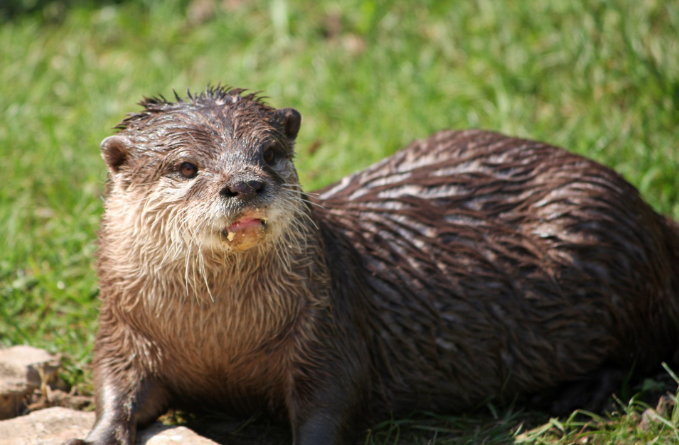Otters kill over 40 koi and fish, leaving Bukit Timah resident too ‘traumatised’ to continue rearing fish