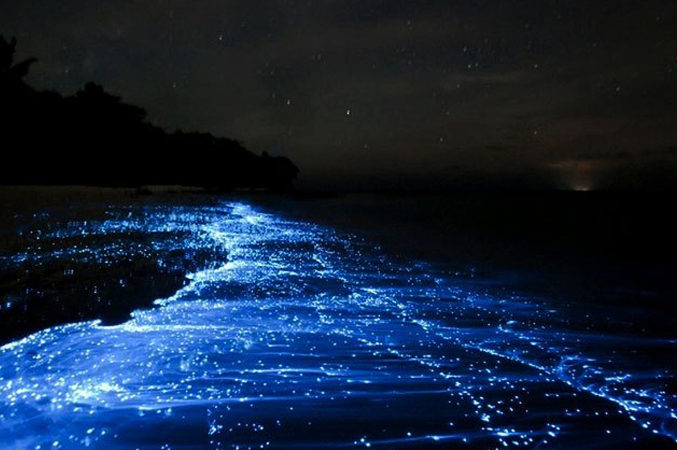 Sentosa Waters Glow Blue From Bioluminescent Plankton, Signaling Potential Changes in S’pore Waters