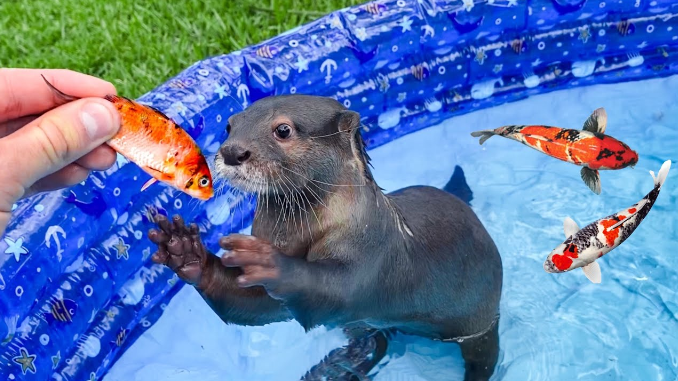 Why do otters in Singapore prey on koi fish but not eat them?