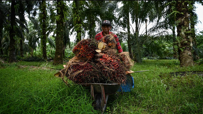 Malaysia Criticizes ‘Unjust’ EU Deforestation Law Impacting Palm Oil Exports