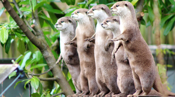 Otter ‘Gang Fight’ Caught on Camera in Singapore