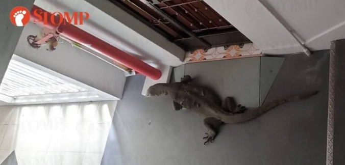 “””Help! Monitor Lizard Camped Outside My Flat””: Bedok Resident Calls for NParks Assistance  “
