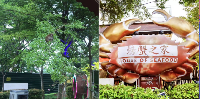 Monkeys Take Over Punggol Settlement Restaurant, Worrying Shopowners