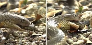 Photographer Captures Rare Sighting of King Cobras Mating at Sungei Buloh