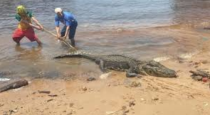 34 Crocodiles Re-captured After Escape from Batam Farm